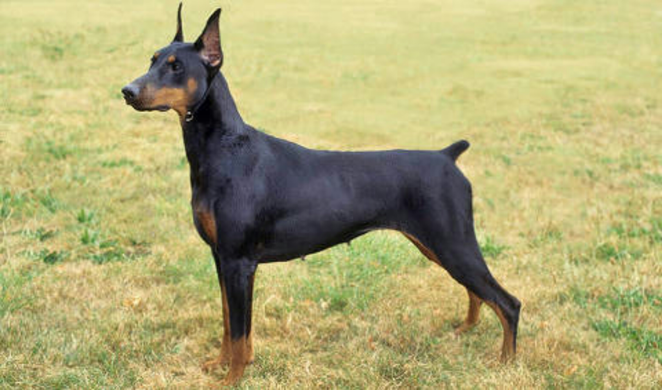 [루월드' 강아지] 도베르만 핀셔 Doberman Pinscher : 네이버 블로그