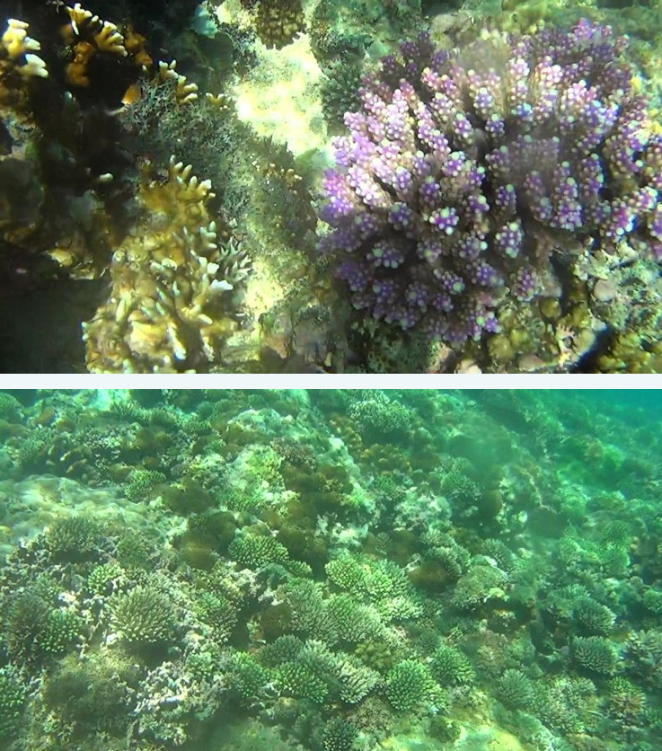 coral05.jpg