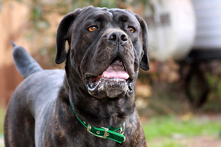 english-mastiff