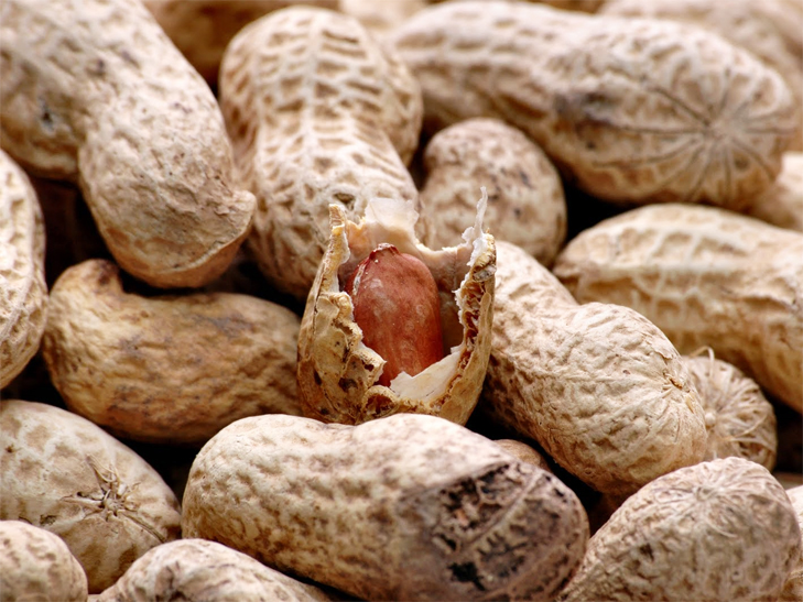 Peanut.jpg