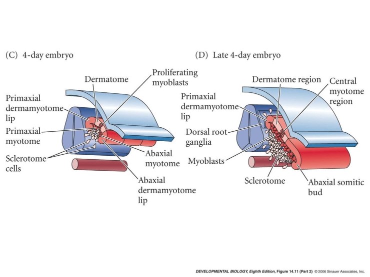 Paraxial & Intermediate Mesoderm - 1 : 네이버 블로그