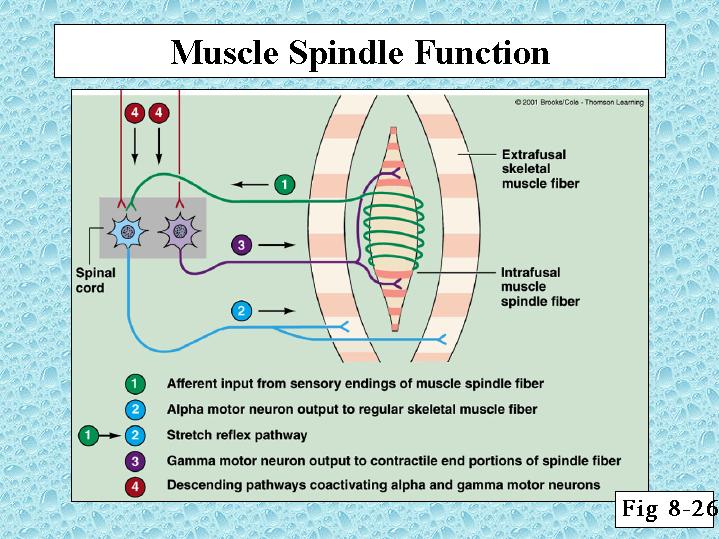 근방추 Muscle Spindle : 네이버 블로그