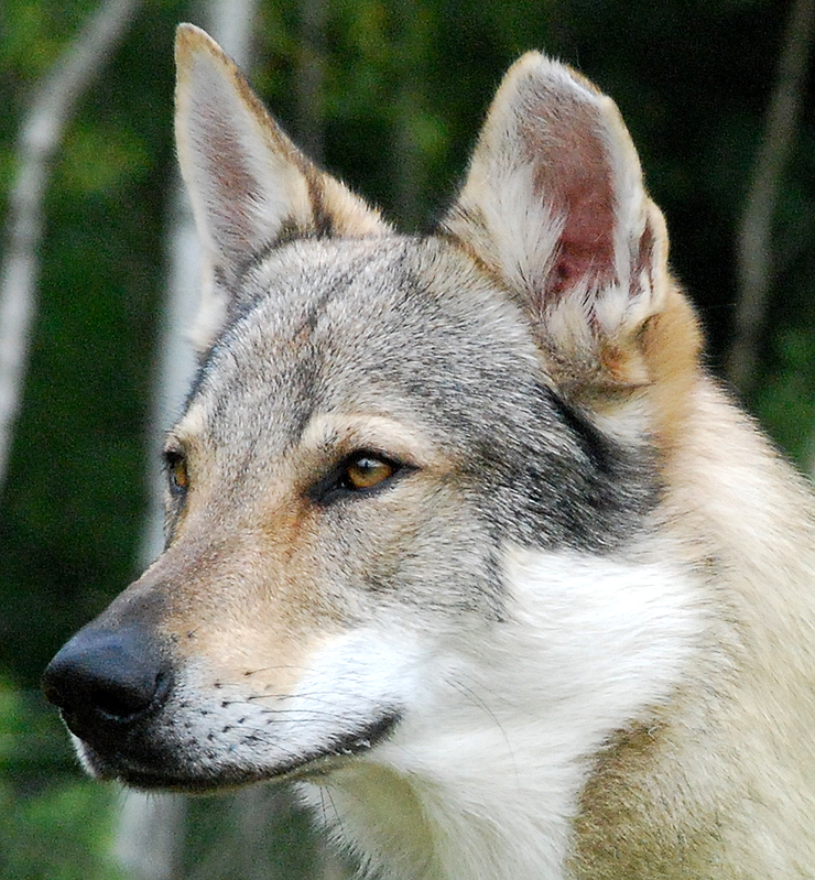 eastern wolfdog 2014