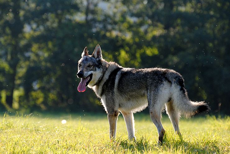 eastern wolfdog 2014