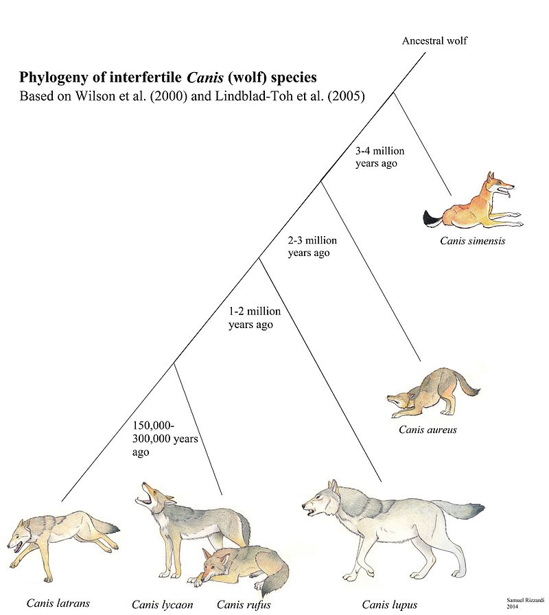 유라시아 회색늑대 = 티베트(티베탄) 늑대 = 조선 늑대 = 몽골 늑대 / 생물학적으로 Tibetan wolf, Eurasian