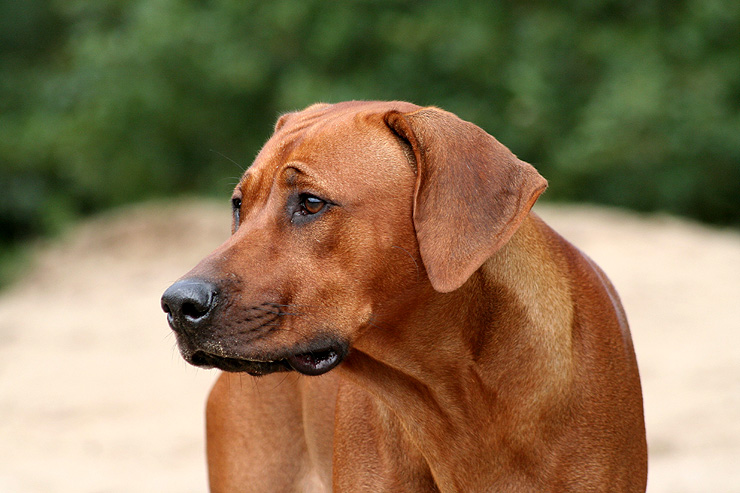 로디지안 리지백 (Rhodesian Ridgeback) : 네이버 블로그