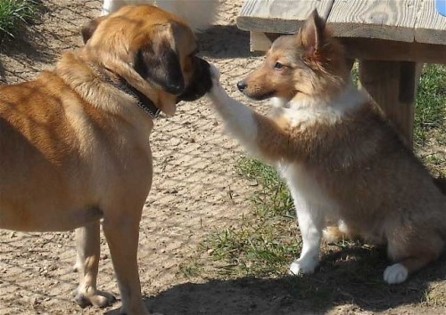boop meaning dog