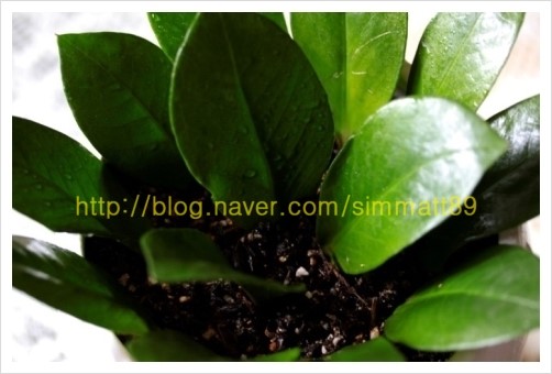 음지에서 잘 자라는 식물들 소개해요~! : 네이버 블로그 음지에서 잘 자라는 식물들 소개해요~! : 네이버 블로그