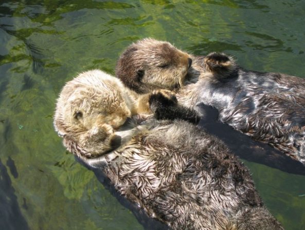 멸종위기동물 해달 사진 모음 (씹덕사 주의) : 네이버 블로그
