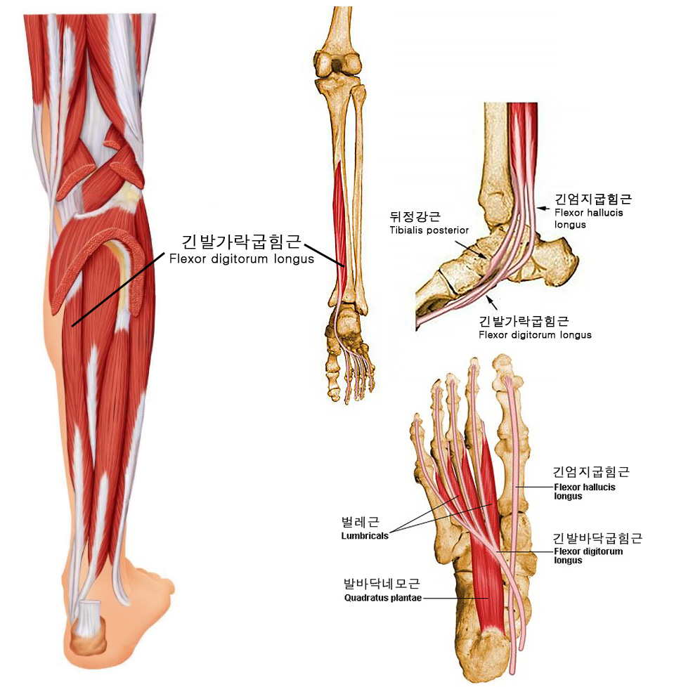 Long dong longus pic