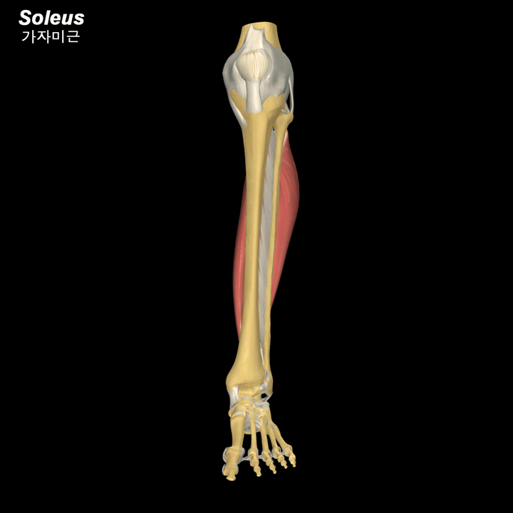 종아리(하퇴)의 근육 11 Soleus 가자미근 비근(腓筋) 네이버 블로그