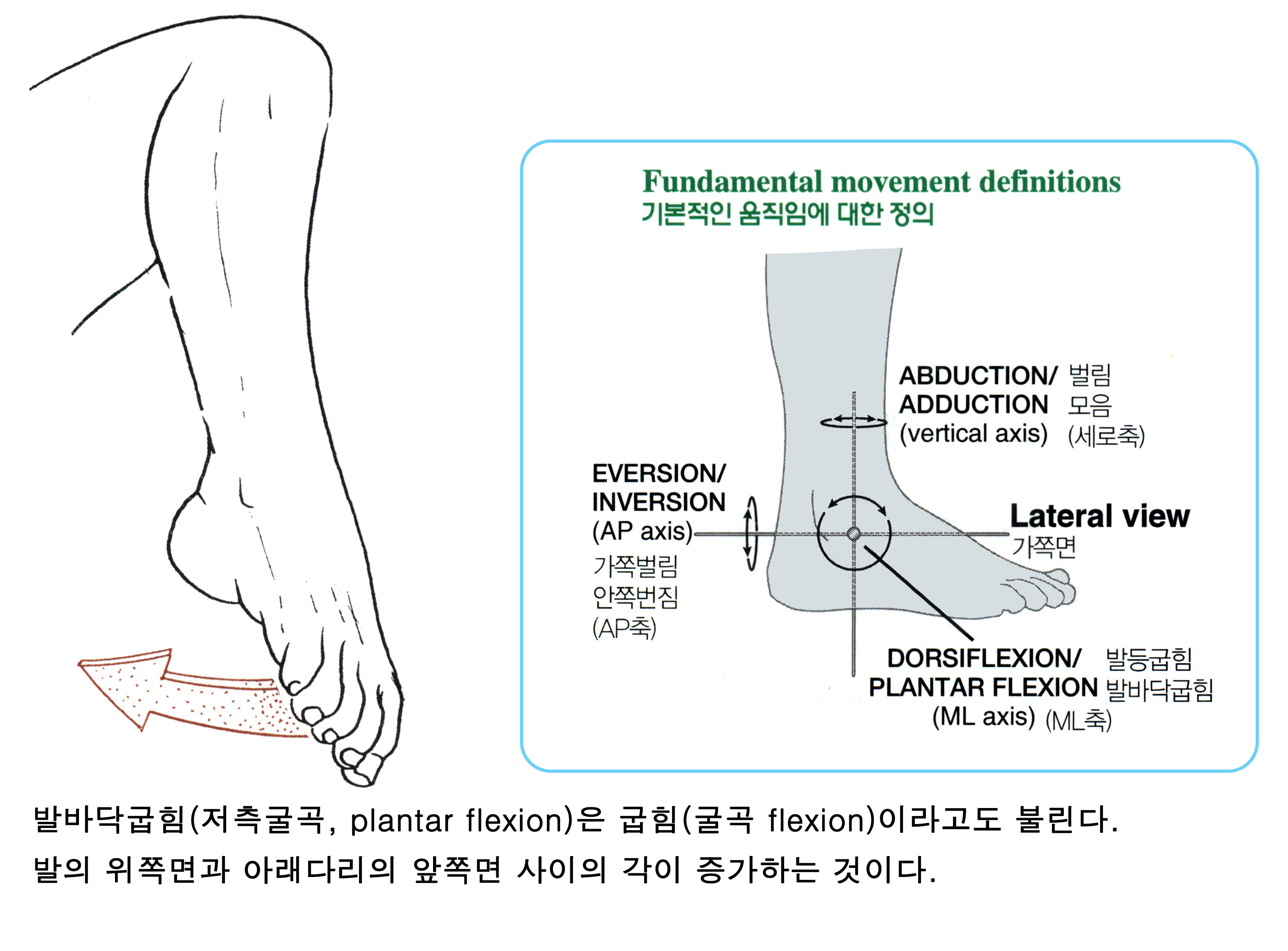 종아리(하퇴)의 근육 12 Plantaris 장딴지빗근 족척근(足蹠筋) 네이버 블로그