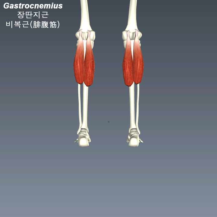 종아리(하퇴)의 근육 13 Gastrocnemius 장딴지근 비복근(腓腹筋) 네이버 블로그