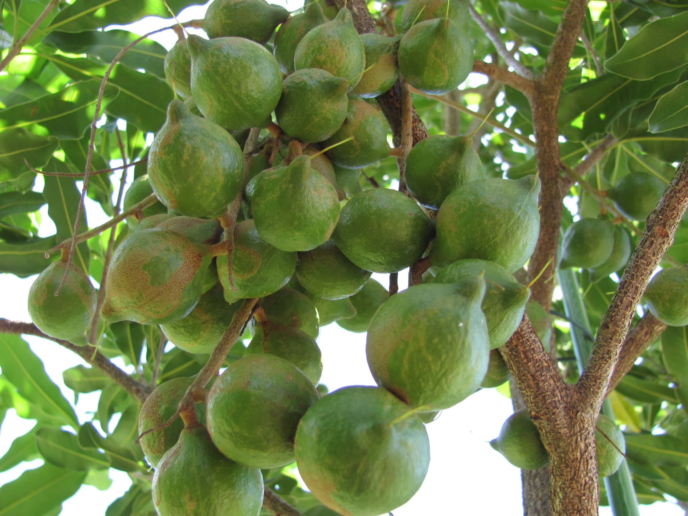 Macadamia Nut Tree Family at Eileen Oliver blog