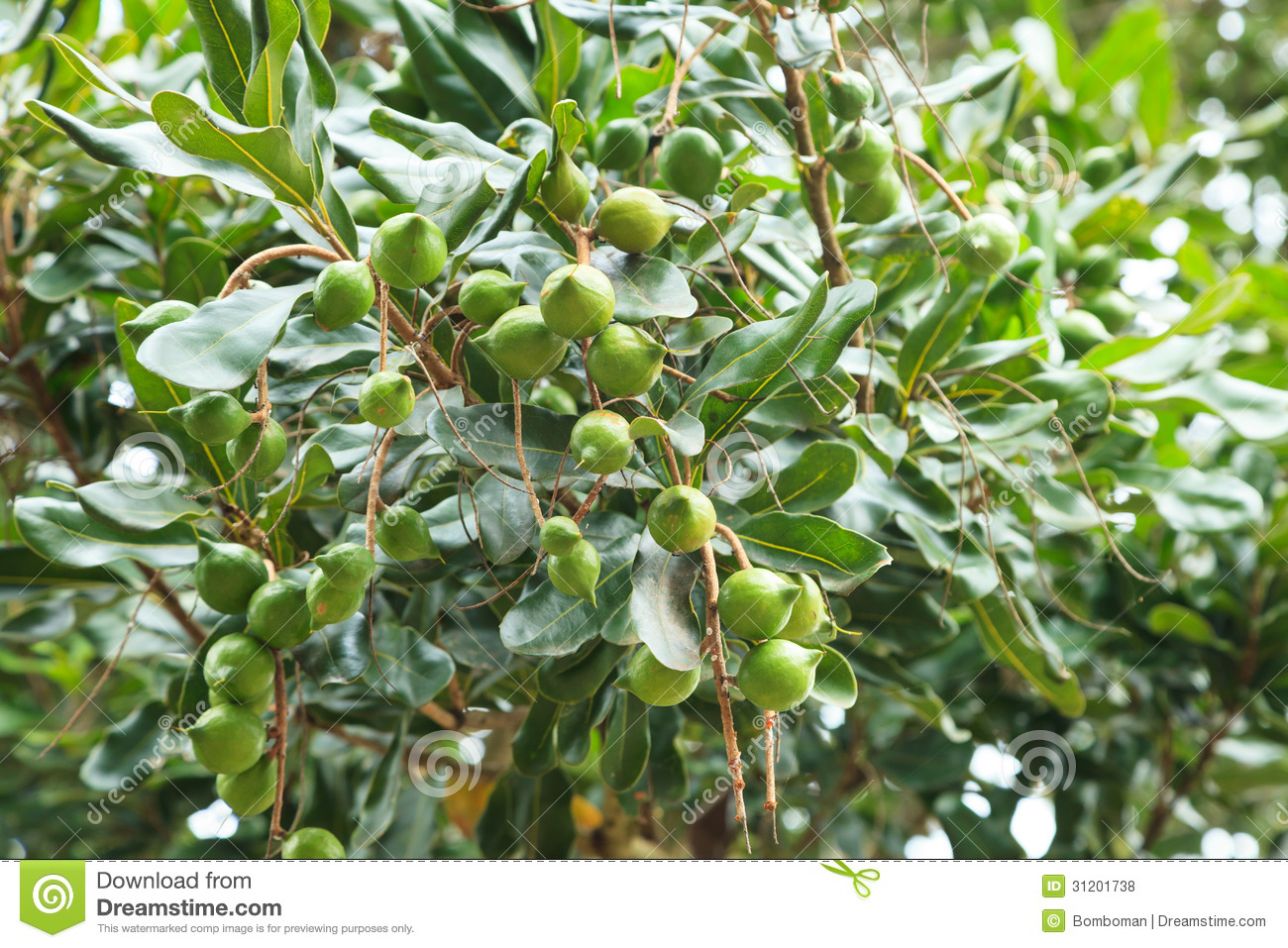 Macadamia nut tree / Mauna Loa (Hawaiian volcano) 2687