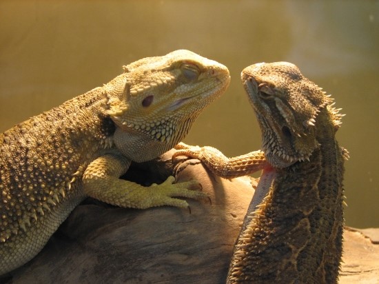 2015 chromodo vs comodo dragon 2015 chromodo vs comodo dragon