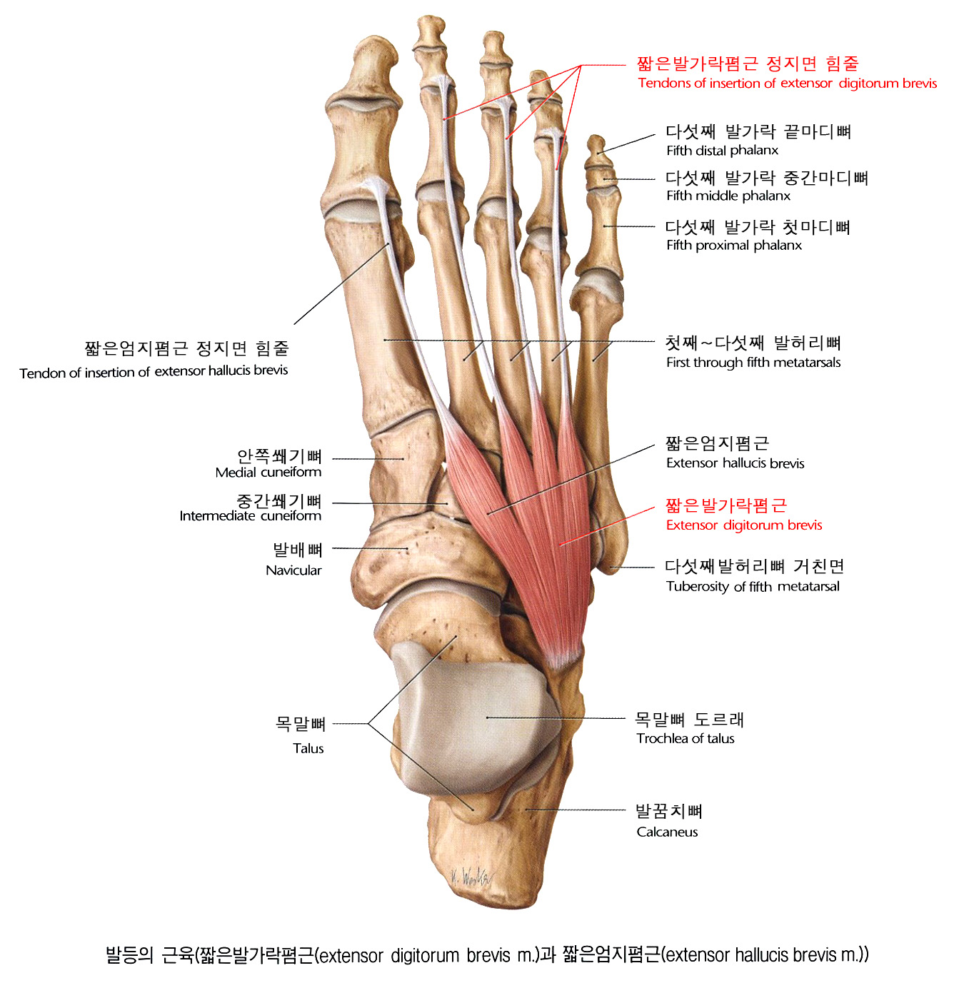 Основная фаланга 5 пальца стопы анатомия