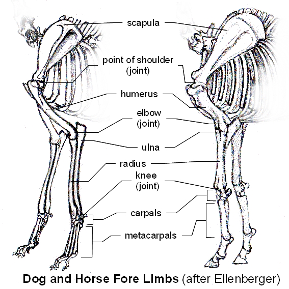 개, 말의 clavicle, 쇄골, 빗장뼈 네이버 블로그