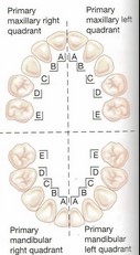 치아형태학 3.치아 표기법 3) Palmer notation system : 네이버 블로그