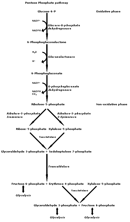 pentose-phosphate-pathway-hmp-shunt
