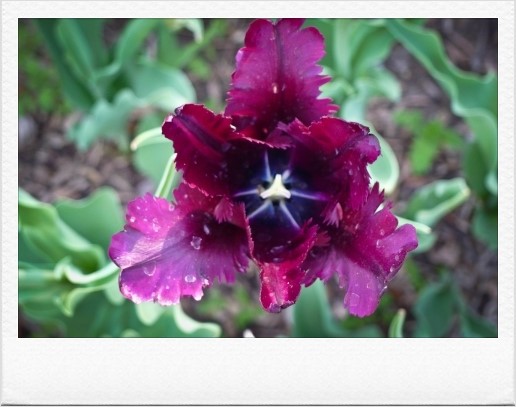 Brooklyn Botanical Garden - 블로그