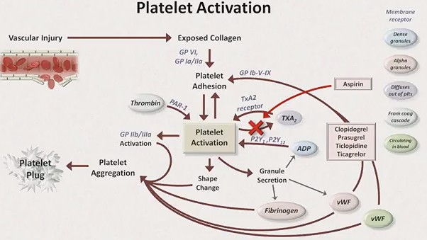 Ticlopidine Vs Clopidogrel