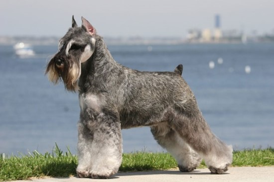 Standard Schnauzer