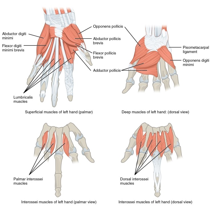Biology Diagrams