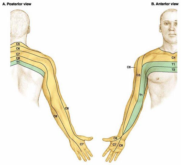 Cervical Spine : 네이버 블로그