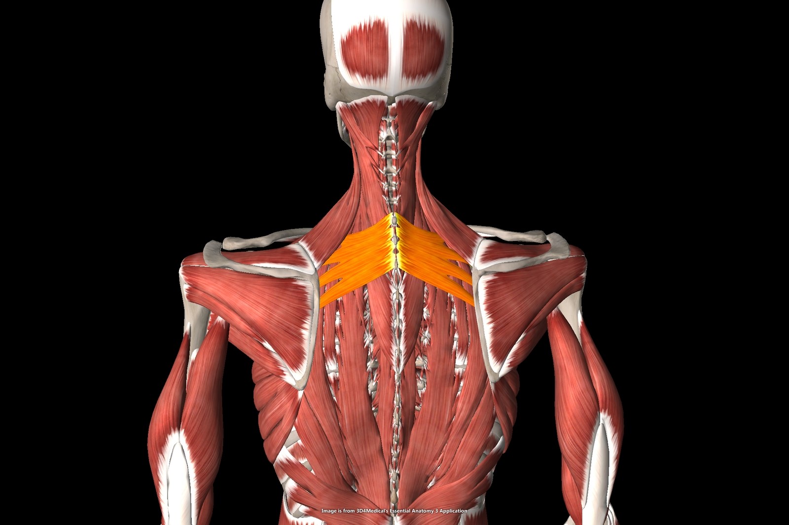 상후거근 - Serratus Posterior Superior (위뒤톱니근) : 네이버 블로그