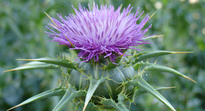 What Is Milk Thistle In Tamil