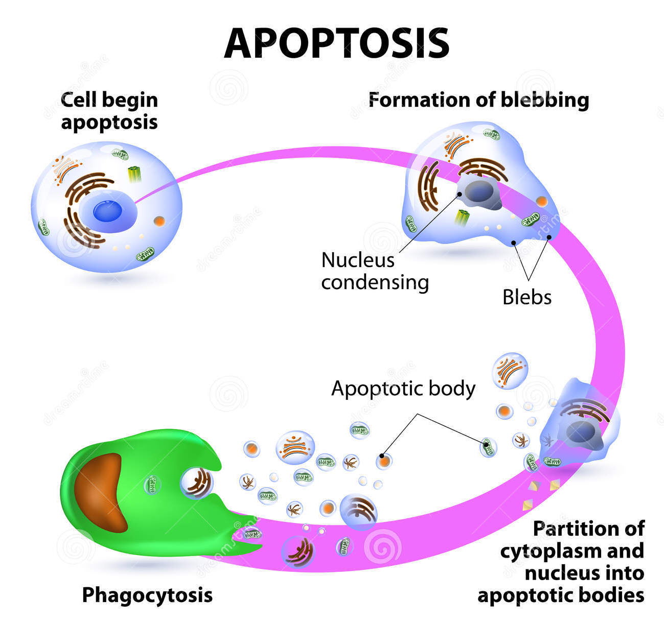 세포자멸사, 아포프토시스 Apoptosis : 네이버 블로그