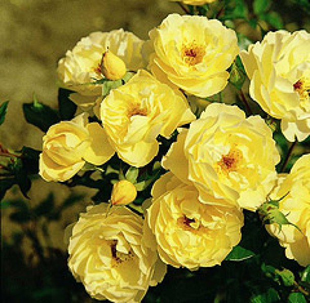 싫어하는 사람에게 선물하는 꽃? 존넨쉬름(sonnenschirm) 이야기 : 네이버 블로그