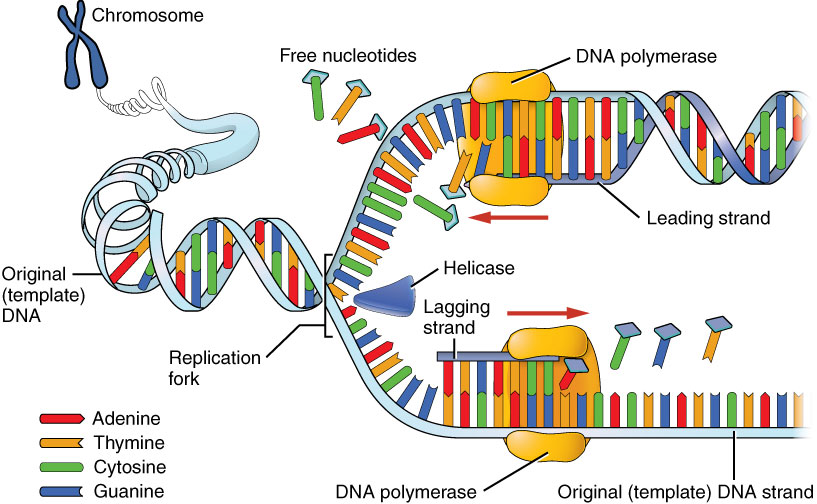 DNA 복제 과정 (DNA Replication Process) : 네이버 블로그