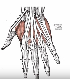 muscles of the forearm - posterior (extensor) compartment : 네이버 블로그