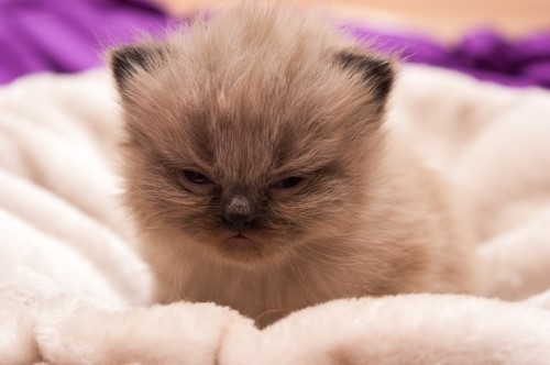 [아기고양이] 귀엽고 예쁜 아기 고양이 사진 보시고 힐링하세요!