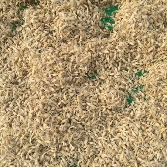 <b><p>A desire to calculate Mt flour Koan barley</p></b><b><p>算定望ましいストカル 麦芽粉 Korean大麦100％ 甘酒を作る 飴ジルウム 蜜</p></b><br /><br /><p align='center'>