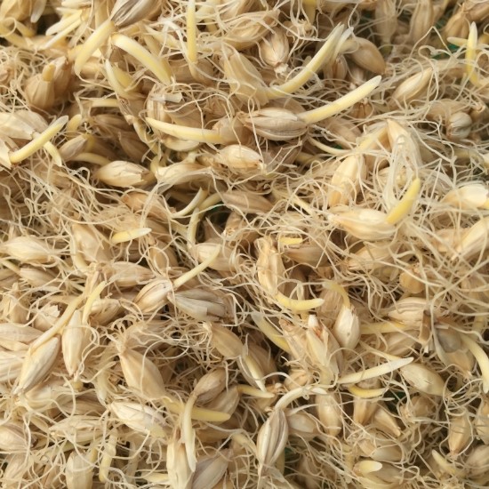 <b><p>A desire to calculate Mt flour Koan barley</p></b><b><p>算定望ましいストカル 麦芽粉 Korean大麦100％ 甘酒を作る 飴ジルウム 蜜</p></b><br /><br /><p align='center'>