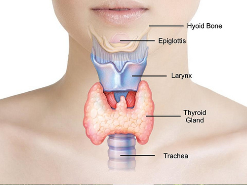 턱관절장애와 갑상선이상이 동반되는 류마티스관절염(Rheumatoid Arthritis)