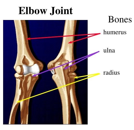 elbow joint (ํ๊ฟ๊ด์ ) kinesiology(๊ธฐ๋ฅํด๋ถํ) : ๋ค์ด๋ฒ ๋ธ๋ก๊ทธ Biology Diagrams