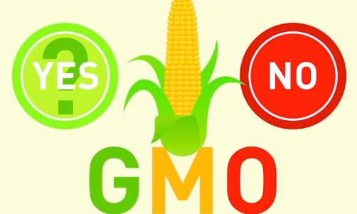 gmo