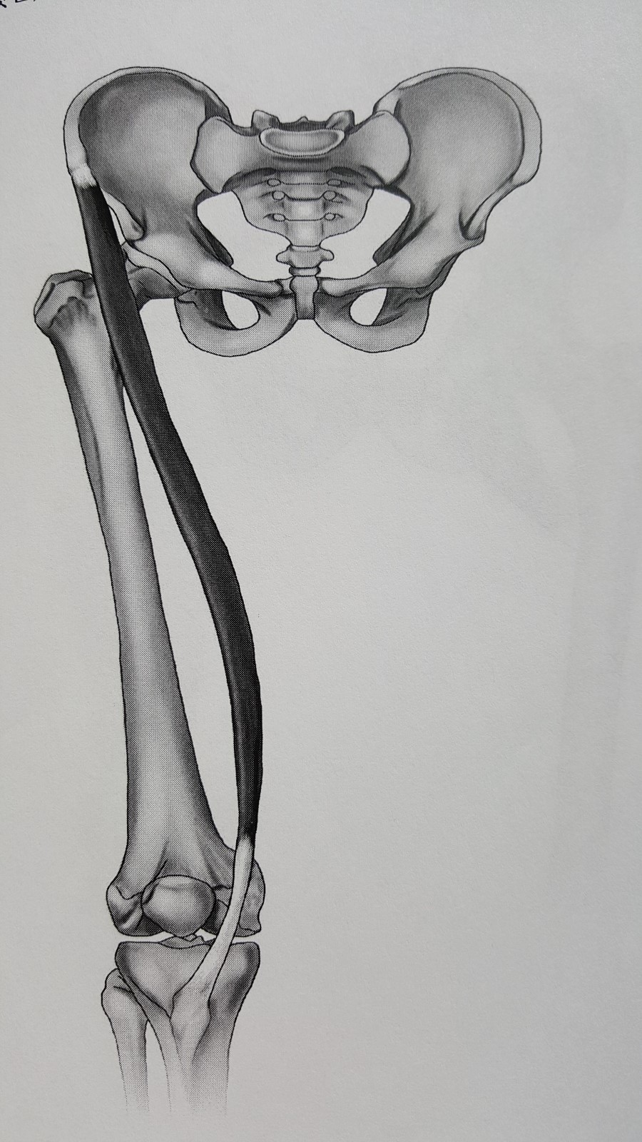 봉공근(넙다리빗근/sartorius muscle)의 기능과 해부 : 네이버 블로그