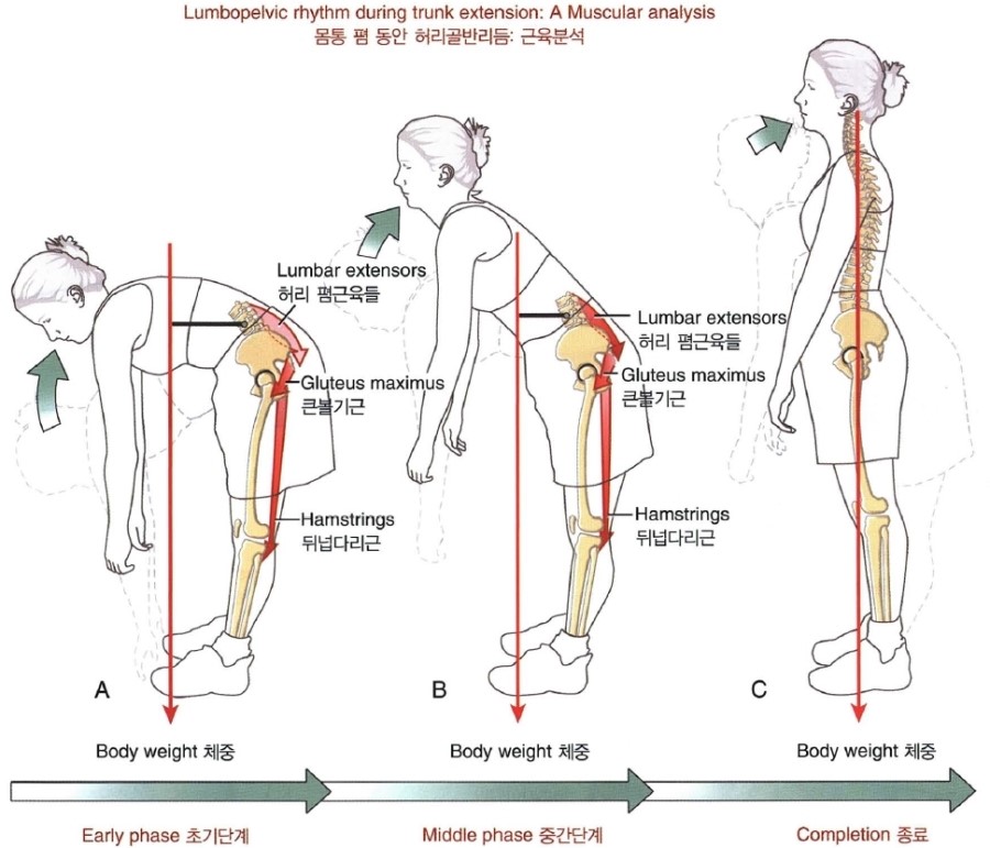 Lumbopelvic Rhythm 요골반리듬 허리골반리듬 네이버 블로그