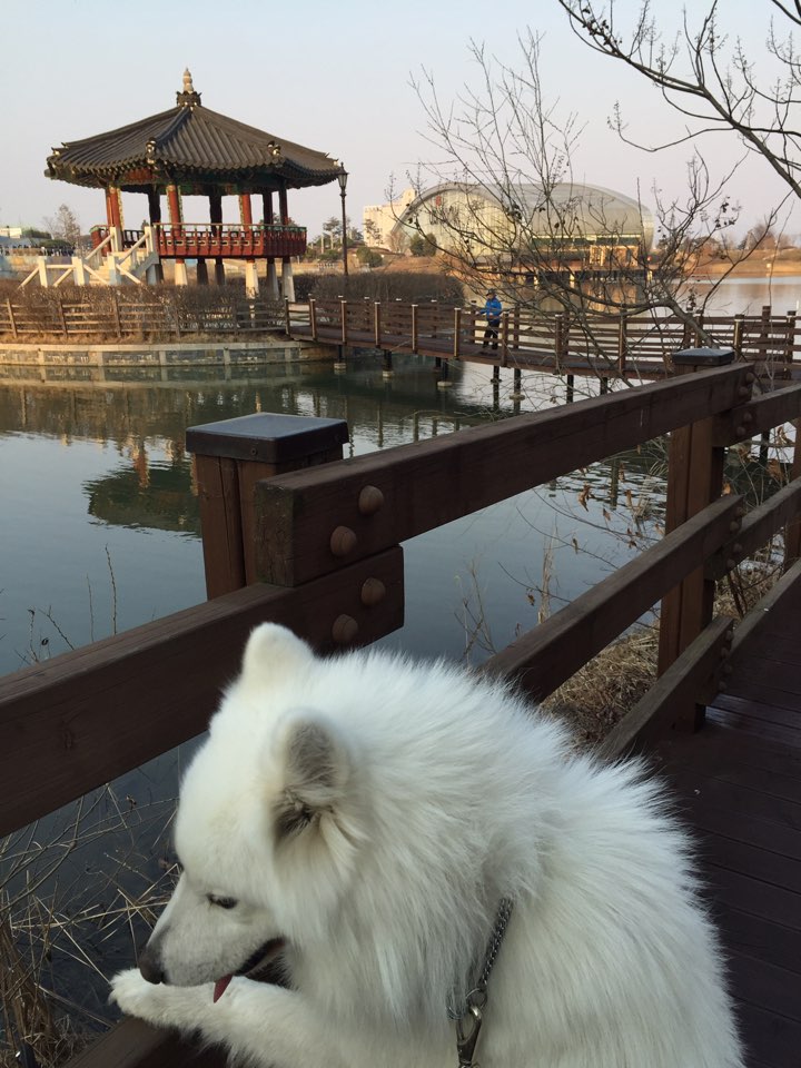 운정호수공원 반려견 산책