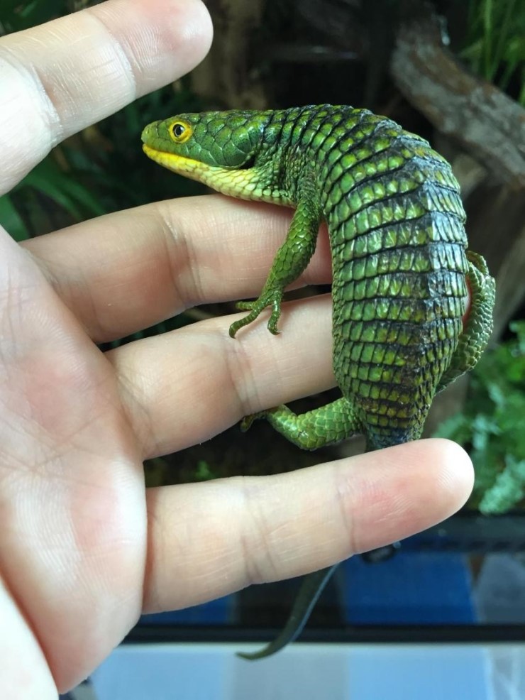 Abronia Graminea 아브로니아 상륙! : 네이버 블로그