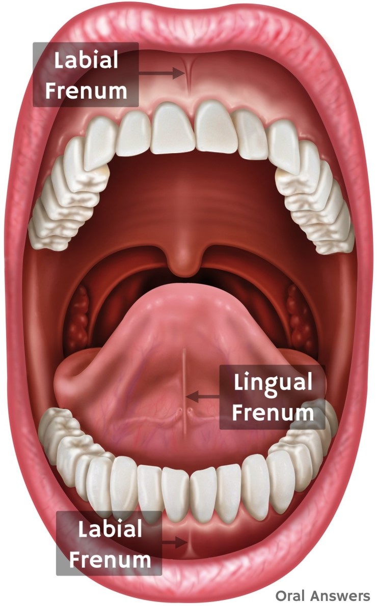 What Is The Line Under Your Tongue Called