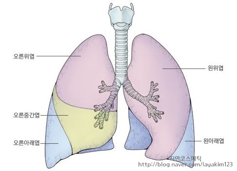 호흡계 (Respiratory system) : 네이버 블로그