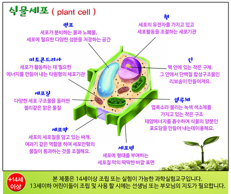 식물세포,세포구조,미토콘드리아,엽록체,식물세포구조,동물세포,자람사이언스 : 네이버 블로그