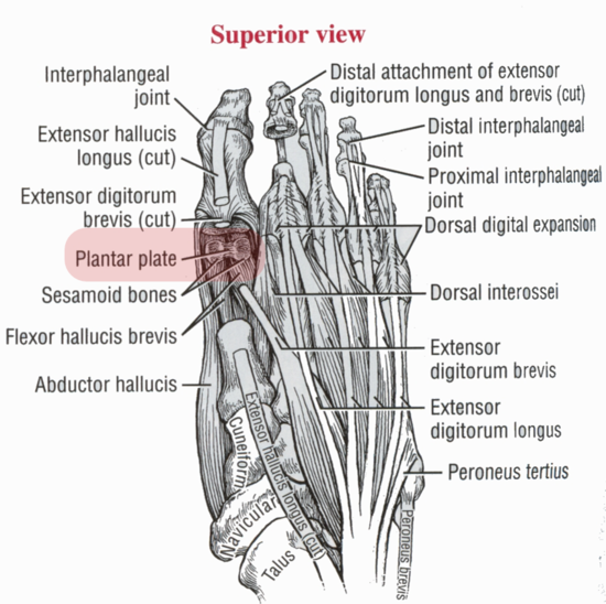 mtp joint foot mtp joint foot
