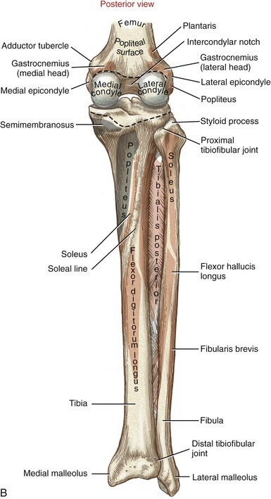 Knee joint(무릎관절)의 kinesiology(기능해부학) : 네이버 블로그